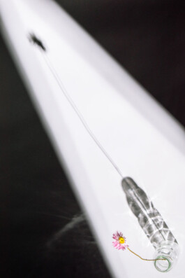 Souhila Photographie