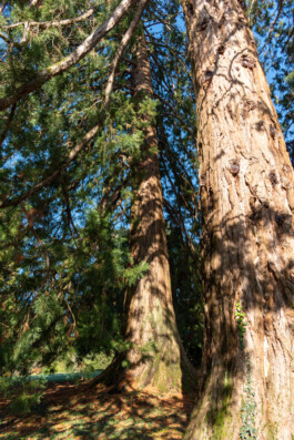 Souhila Photographie