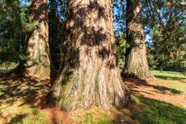 Souhila Photographie