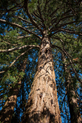 Souhila Photographie