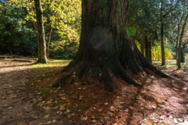 Souhila Photographie