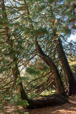 Souhila Photographie