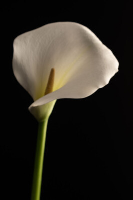 Souhila Photographie