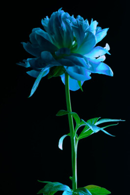 Souhila Photographie