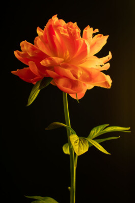 Souhila Photographie