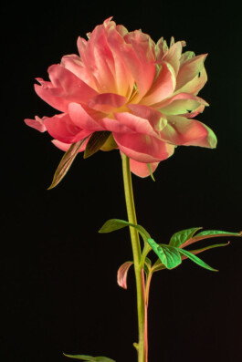 Souhila Photographie