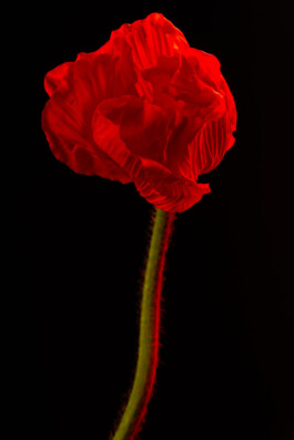 Souhila Photographie