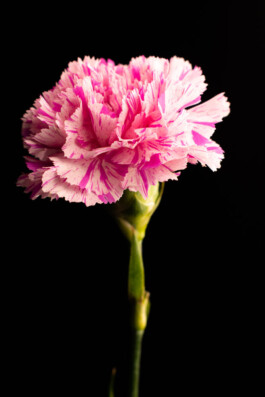 Souhila Photographie