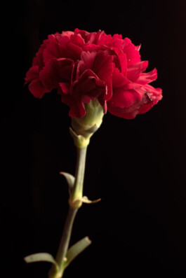 Souhila Photographie