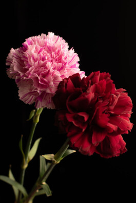 Souhila Photographie