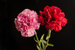 Souhila Photographie